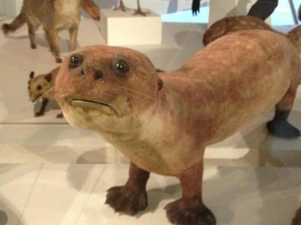 Taxidermie belette, peut-être?