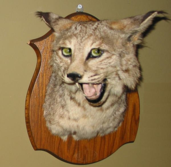 Tête de lynx ornemantale