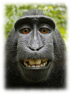 Autoportrait macaque